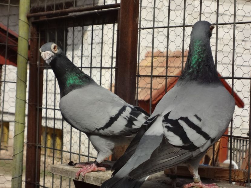 PERECHEA 3. - 05-VOIAJORI STIL VECHI 2016-2020