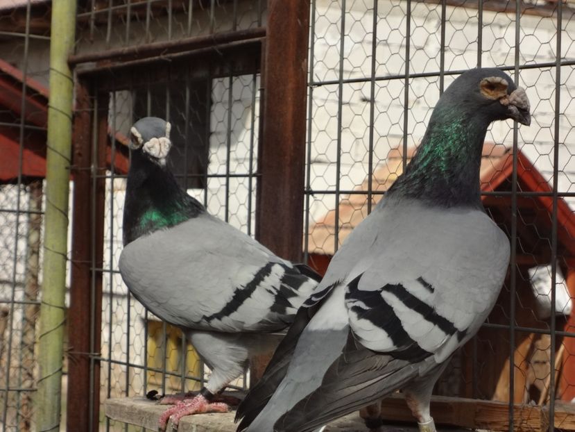 2016 - 05-VOIAJORI STIL VECHI 2016-2020