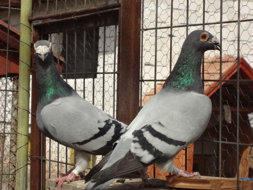  - 05-VOIAJORI STIL VECHI 2016-2020