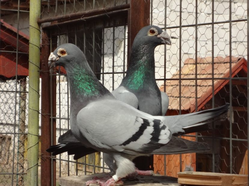 2016 - 05-VOIAJORI STIL VECHI 2016-2020