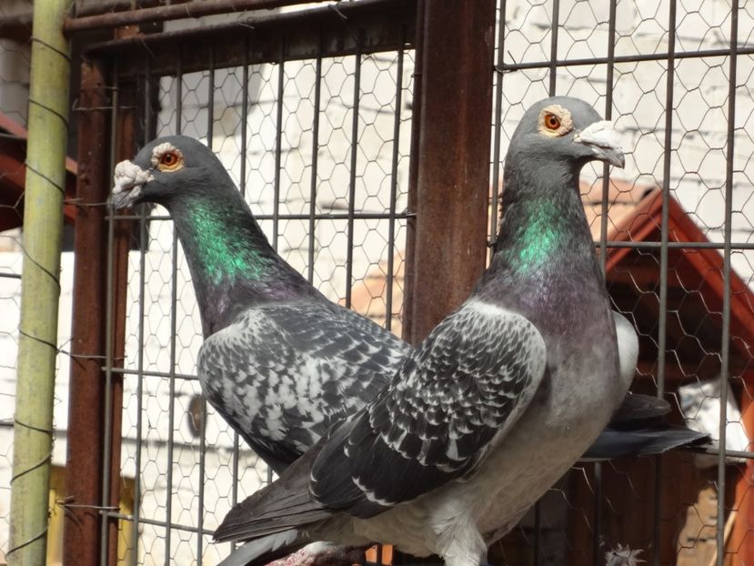  - 05-VOIAJORI STIL VECHI 2016-2020