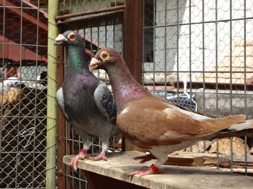 PERECHEA 2. - 05-VOIAJORI STIL VECHI 2016-2020