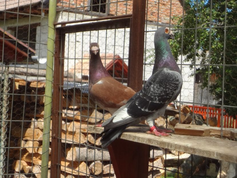 2017 - 05-VOIAJORI STIL VECHI 2016-2020