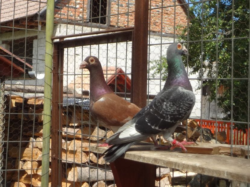  - 05-VOIAJORI STIL VECHI 2016-2020