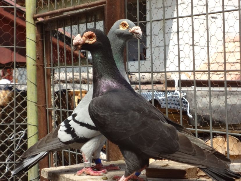  - 05-VOIAJORI STIL VECHI 2016-2020