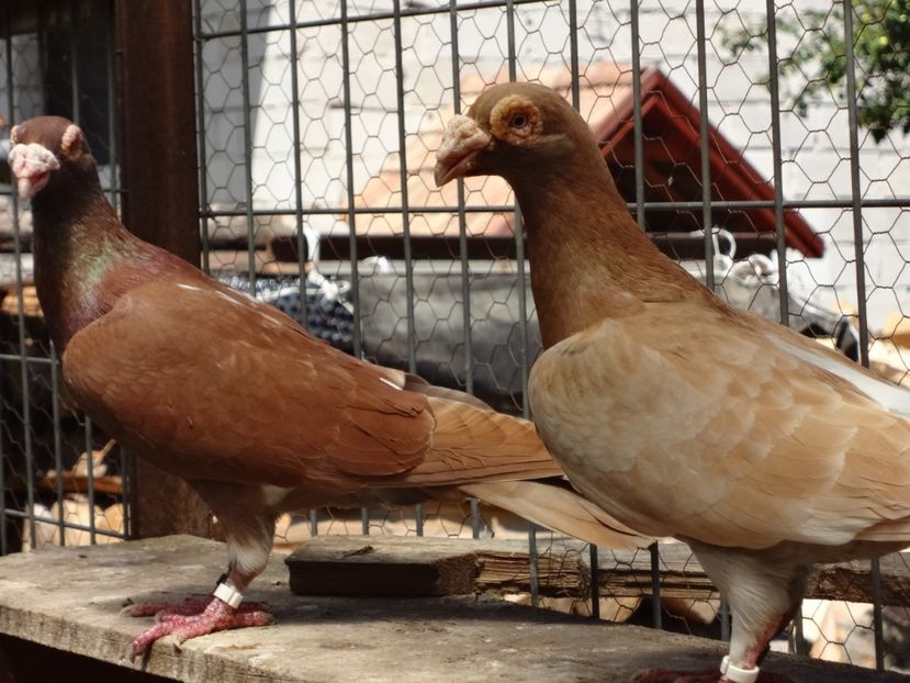 2017 - 05-VOIAJORI STIL VECHI 2016-2020