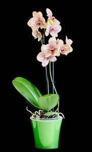 Phalaenopsis - Forme si culori pentru mangaiat sufletul 2