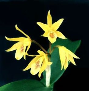 Cattleya aurantiaca amarilla - Forme si culori pentru mangaiat sufletul 2
