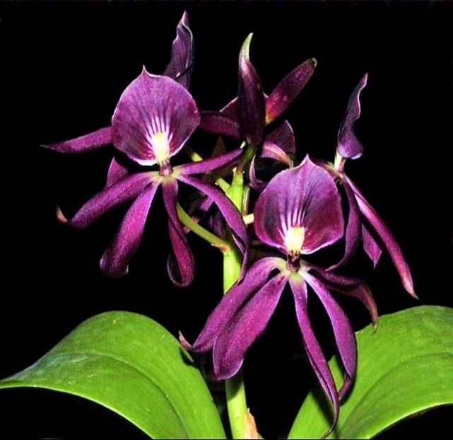 Cattleya bowringeana x Prosthechea cochleata - Forme si culori pentru mangaiat sufletul 2