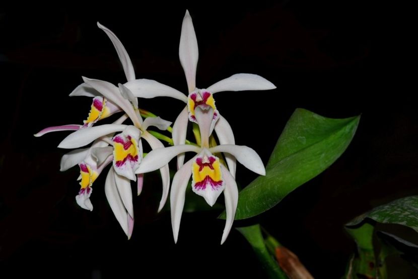 Cattleya iricolor - Forme si culori pentru mangaiat sufletul 2
