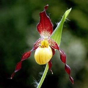 Cypripedium parviflorum - Forme si culori pentru mangaiat sufletul 2