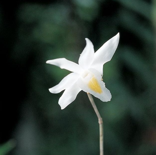 Dendrobium crumenatum - Forme si culori pentru mangaiat sufletul 2