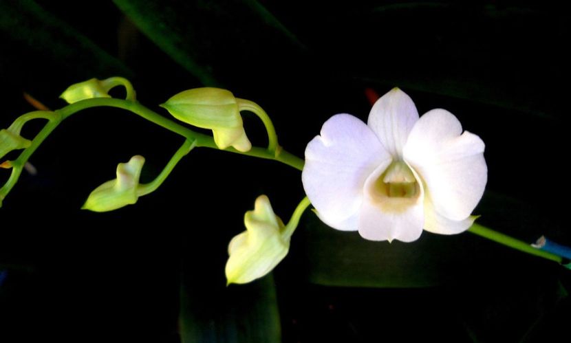 Dendrobium Chao Praya Sweet - Forme si culori pentru mangaiat sufletul 2