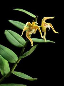 Dendrobium insigne - Forme si culori pentru mangaiat sufletul 2