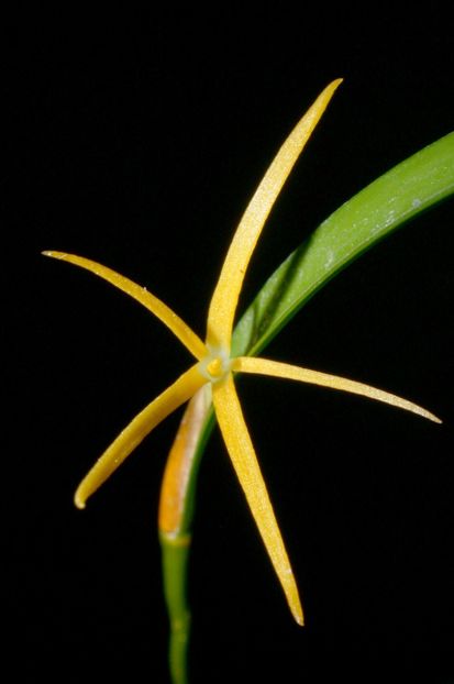 Dendrobium angustitepalum - Forme si culori pentru mangaiat sufletul 2