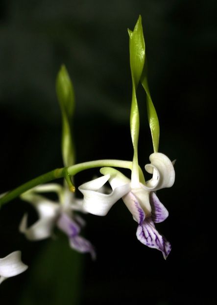 Dendrobium attenuatum - Forme si culori pentru mangaiat sufletul 2