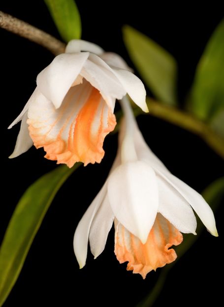 Dendrobium longicornu Lindl Edwards - Forme si culori pentru mangaiat sufletul 2