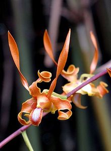 Dendrobium tangerinum - Forme si culori pentru mangaiat sufletul 2