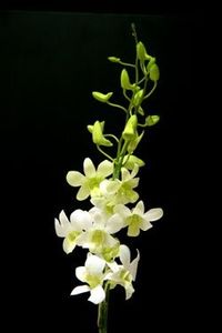 Dendrobium White - Forme si culori pentru mangaiat sufletul 2