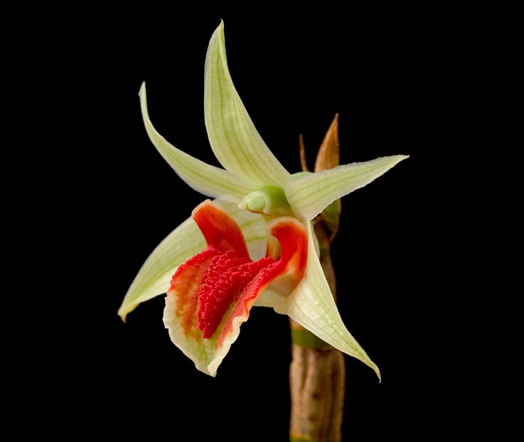 Dendrobium cruentum - Forme si culori pentru mangaiat sufletul 2
