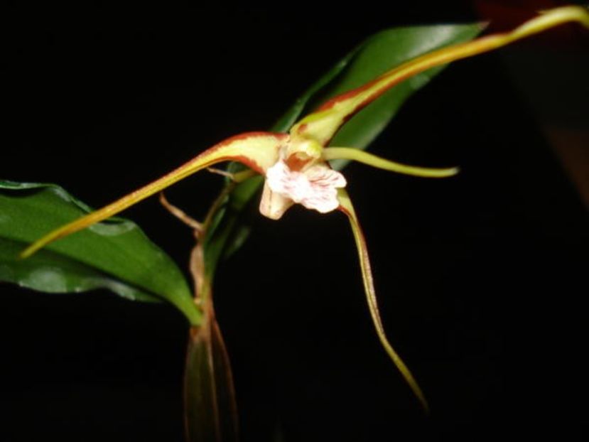 Dendrobium tetragonum - Forme si culori pentru mangaiat sufletul 2