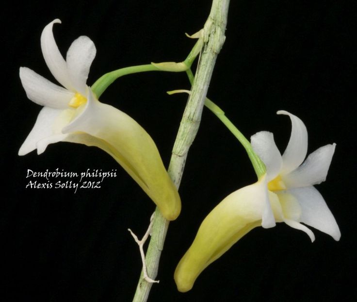 denrobium biphilipsii - Forme si culori pentru mangaiat sufletul 2