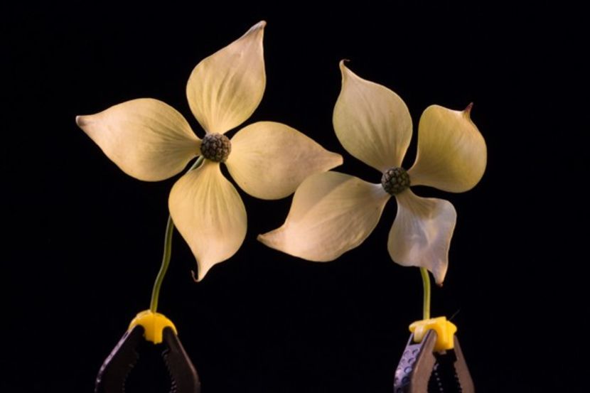Dogwood Blooms - Forme si culori pentru mangaiat sufletul 2