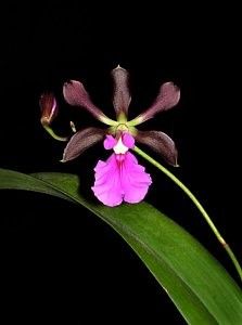 encyclia cordigera orchid - Forme si culori pentru mangaiat sufletul 2