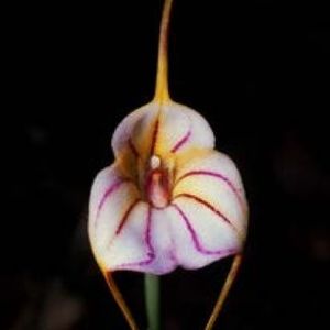 Masdevallia rimarima alba Huasahuasi - Forme si culori pentru mangaiat sufletul 2