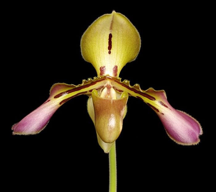 Paphiopedilum tigrinum - Forme si culori pentru mangaiat sufletul 2