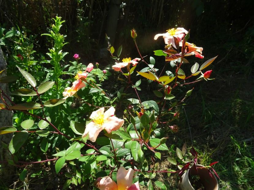 2014-09-29 21.31.24 - Rosa chinensis Mutabilis