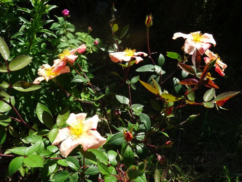 2014-09-29 21.31.40 - Rosa chinensis Mutabilis