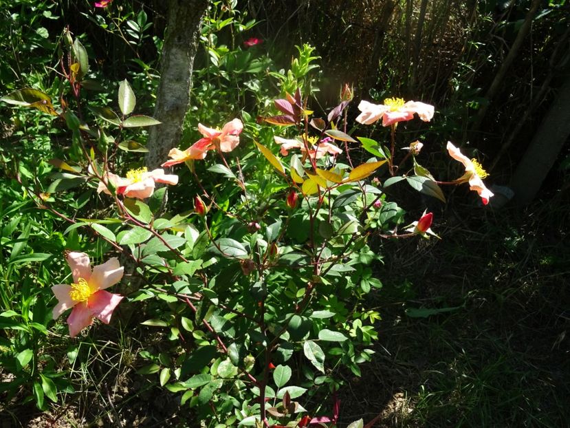 2014-09-29 21.31.48 - Rosa chinensis Mutabilis