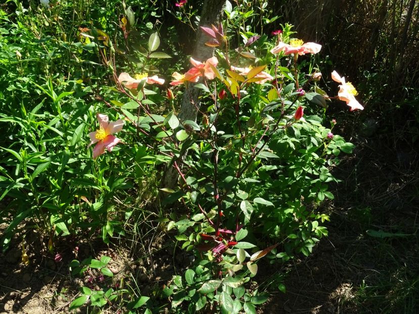 2014-09-29 21.31.54 - Rosa chinensis Mutabilis