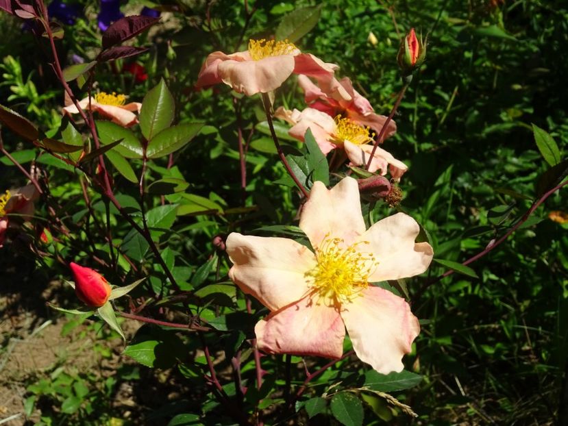 2014-09-29 21.32.17 - Rosa chinensis Mutabilis
