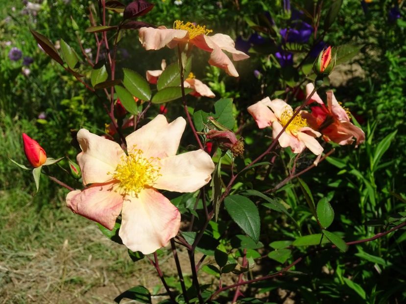 2014-09-29 21.32.26 - Rosa chinensis Mutabilis