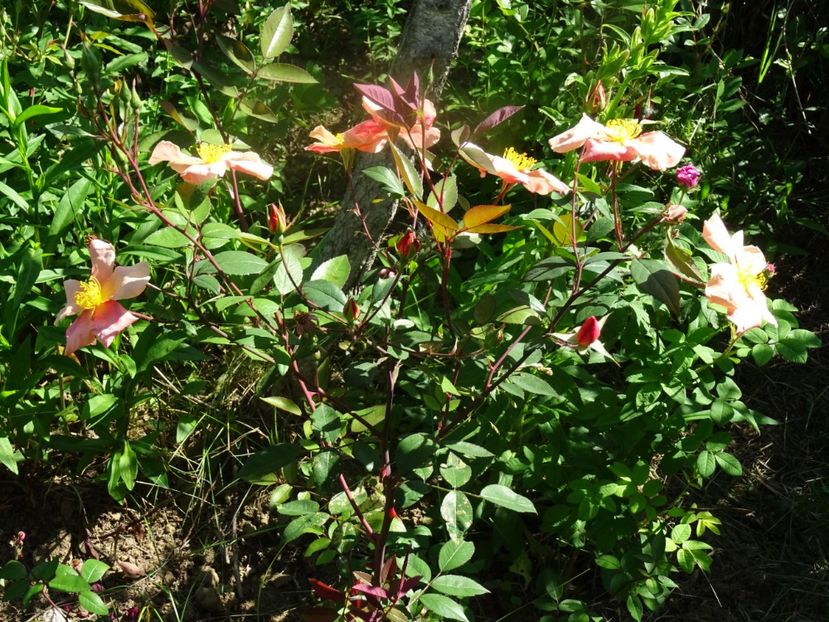 2014-09-29 21.32.38 - Rosa chinensis Mutabilis