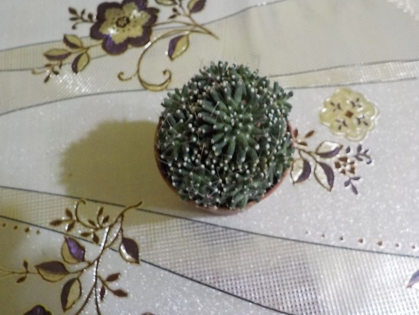  - mammillaria painteri