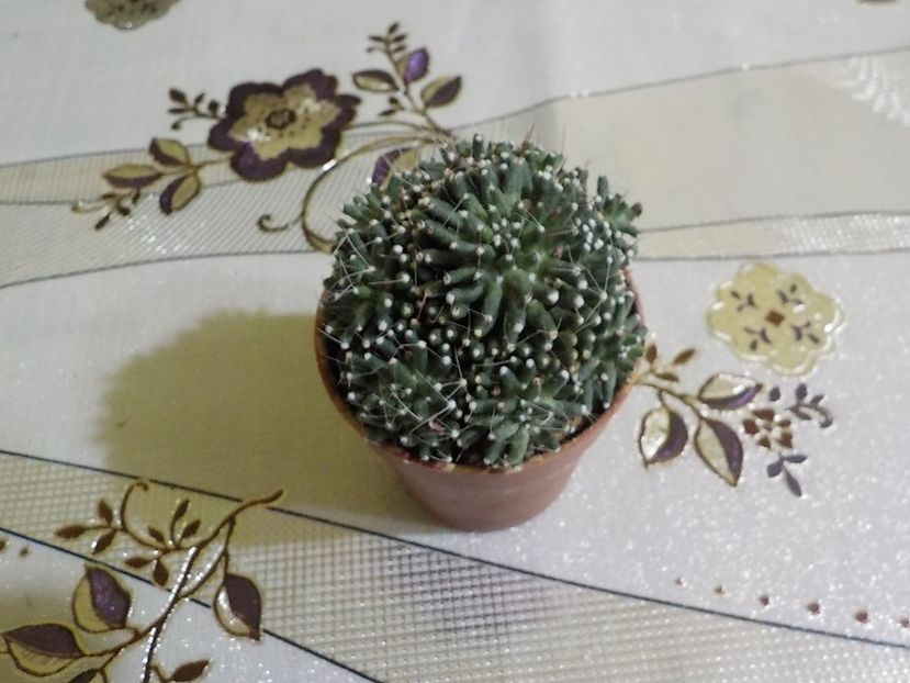  - mammillaria painteri