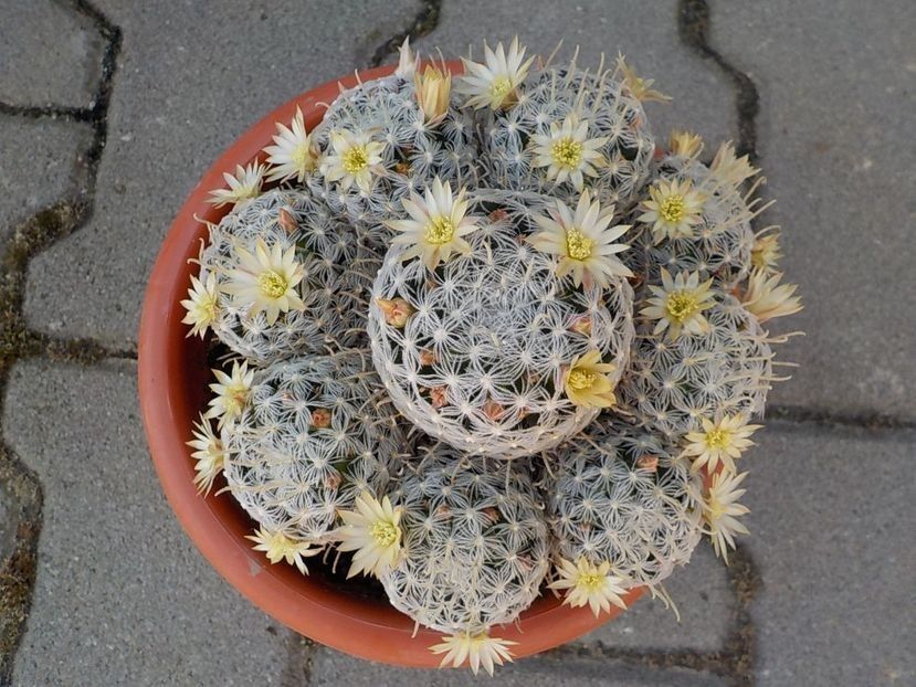  - Genul Mammillaria