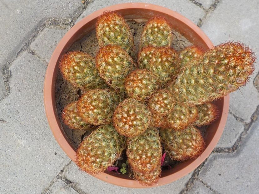  - Genul Mammillaria