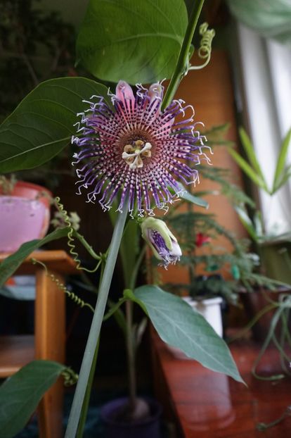  - Passiflora 2017- 2018