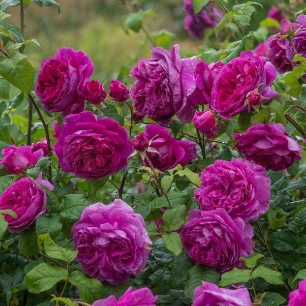 Model - Yong Lycidas