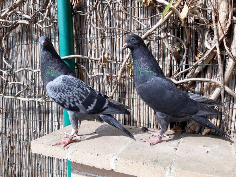 8_1 masculi - 2018_Pui