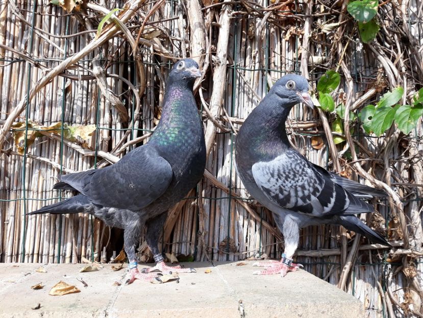 8_1 inele: 25 (3706), 26 - 2018_Pui