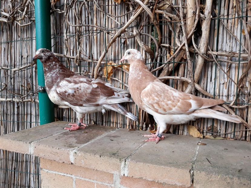 3_4 pereche - 2018_Pui