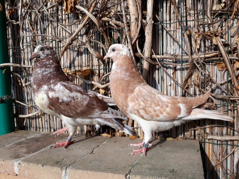 3_4 metisi 90% horseman 10% tippler - 2018_Pui