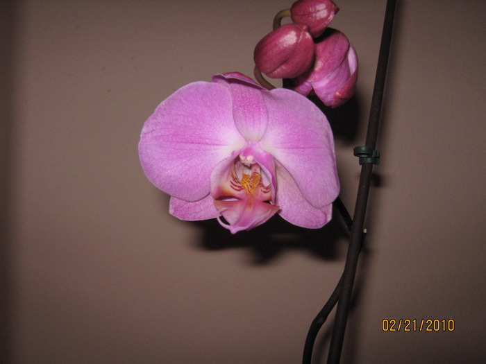 phalaenopsis