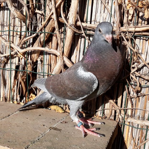 _1 inel 3708 - 2018_Pui