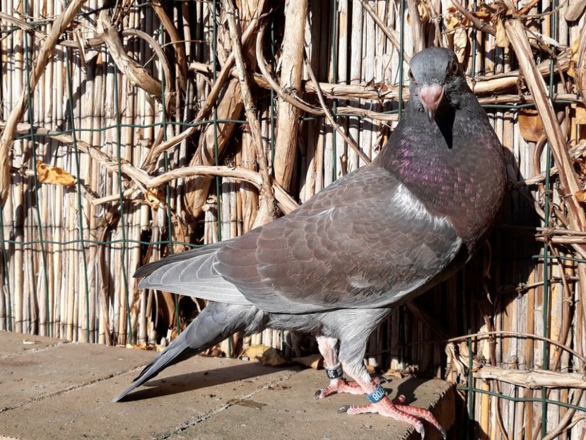 _1 horseman - 2018_Pui